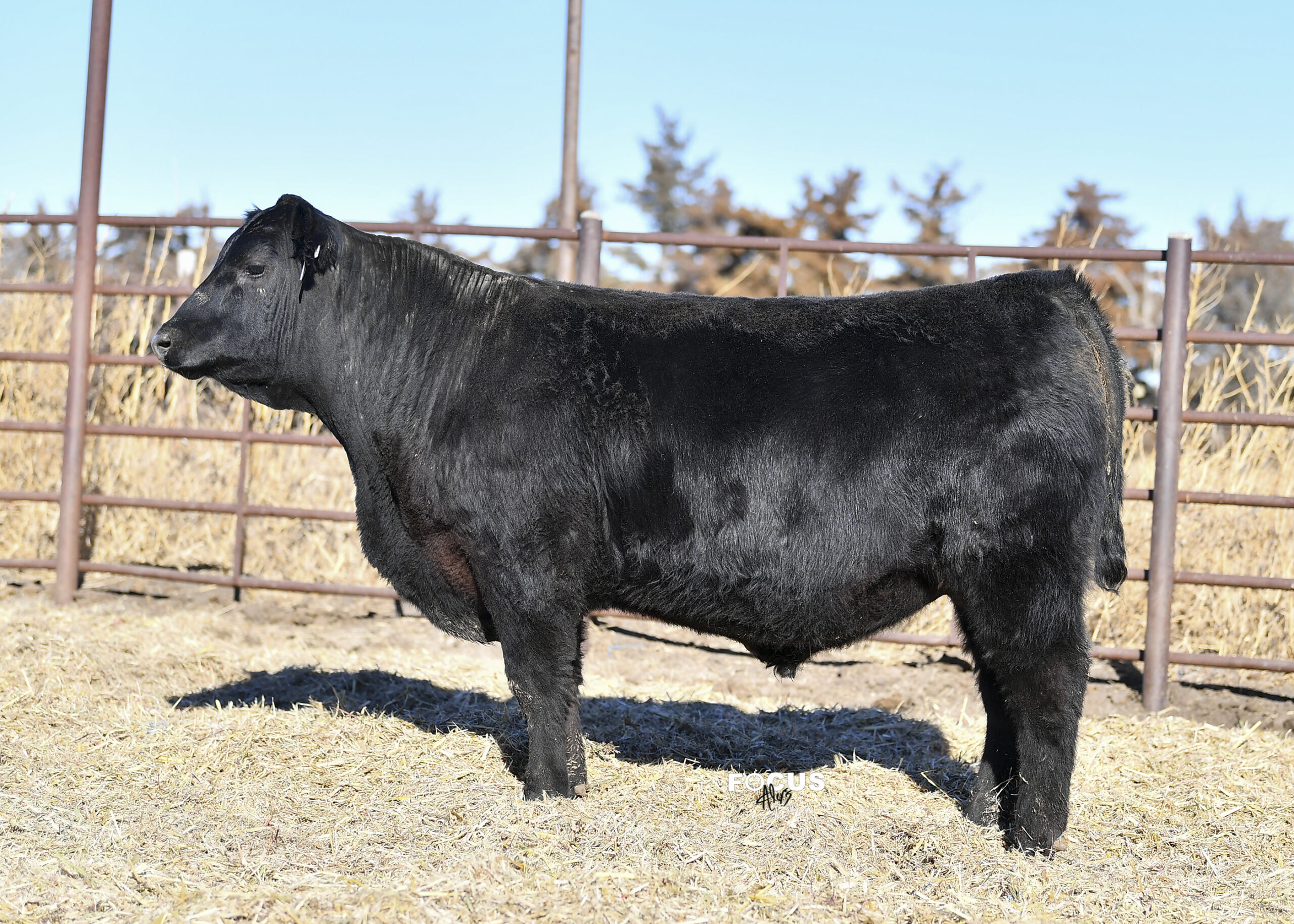 Tag# 109, Ficken Angus, SandPoint J Edger Hoover